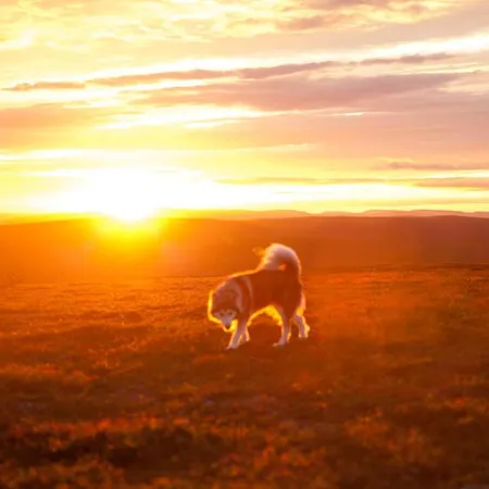 Gæstehus Majatalo Panimo 3*
