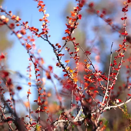 Majatalo Panimo 3* Saariselkä