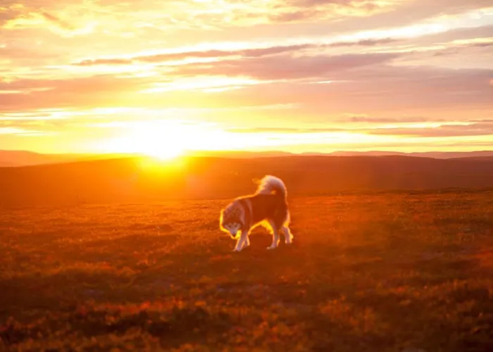 ゲストハウス Majatalo Panimo 3*