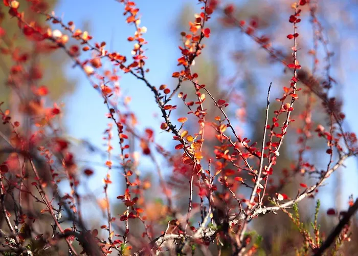 Majatalo Panimo 3* サーリセルカ